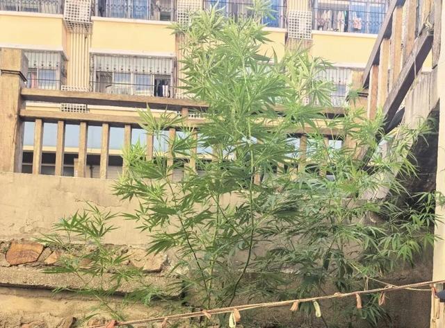 △现场发现的大麻