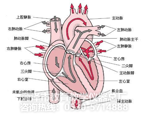 教学仪器--心脏解剖模型(图1)