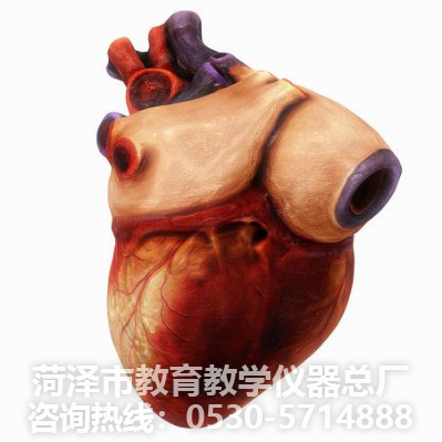教学仪器--心脏解剖模型(图2)
