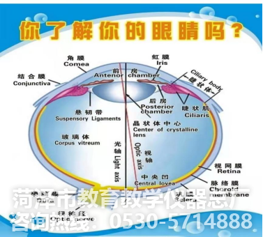 教学仪器--眼球解剖模型(图1)